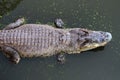 A crocodile waiting to eat in the pond