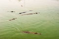 Crocodile waiting to eat in the water. Dangerous animal in river. Copy space. Selective focus.