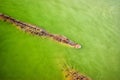 Crocodile waiting to eat in the water. Dangerous animal in river. Copy space. Selective focus.