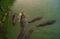 Crocodile waiting to eat in the water. Dangerous animal in river. Copy space. Selective focus.