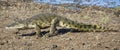 Crocodile walking on the shore of a lake to find spot for resting in the sun Royalty Free Stock Photo