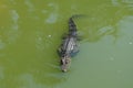 Crocodile in the swamp Royalty Free Stock Photo