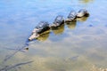 Crocodile in water or alligator in water.