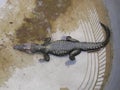 White and black pony horse in a cattle. pony with girl in farm.crocodile in the water. alligator in the everglades