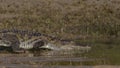 Crocodile belly sliding into the water Royalty Free Stock Photo