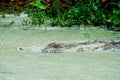 Crocodile in the water