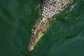 Crocodile in water