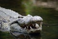 Crocodile in water. Kenya, Afrca Royalty Free Stock Photo