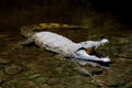 Crocodile in water. Kenya, Afrca Royalty Free Stock Photo