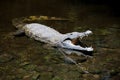 Crocodile in water. Kenya, Afrca Royalty Free Stock Photo