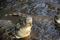 Crocodile in water. Kenya, Afrca Royalty Free Stock Photo