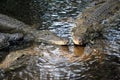 Crocodile in water. Kenya, Afrca Royalty Free Stock Photo