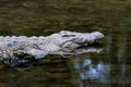 Crocodile in water. Kenya, Afrca Royalty Free Stock Photo