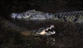 Crocodile in water. Kenya, Afrca Royalty Free Stock Photo