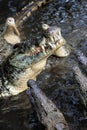 Crocodile in water. Kenya, Afrca Royalty Free Stock Photo