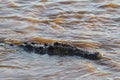 Crocodile in the water. The Mara River in Kenya. Africa Royalty Free Stock Photo