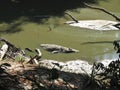 Crocodile in the water Royalty Free Stock Photo