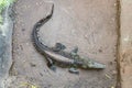 Top view Crocodile on water surface, view from above.