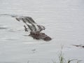 Crocodile swiming in the river