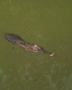 a Borneo saltwater crocodile is swimming in the swamp Royalty Free Stock Photo