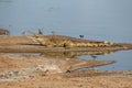 Crocodile (Crocodylidae) on the lakeside with an open mouth surrounded by tiny birds
