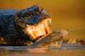 Crocodile Yacare Caiman, with fish in with evening sun, animal in the nature habitat, action feeding scene, Pantanal, Brazil