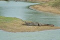 Crocodile in Yala National Park, Sri Lanka