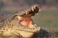 Crocodile yawning.