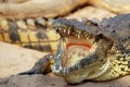 Crocodile in the Zambezi Royalty Free Stock Photo