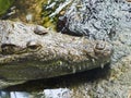 A crocodile in the zoo