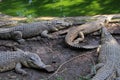 Crocodile in the zoo