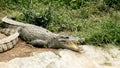 The crocodile in the zoo lies with its mouth open and sunbathing happily Royalty Free Stock Photo