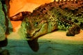 Crocodile Royalty Free Stock Photo