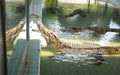 Crocodile at the zoo in Thailand