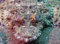 Crocodilefish ,Cymbacephalus beaufort Royalty Free Stock Photo