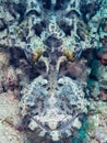 Crocodilefish, Cymbacephalus beauforti. Bangka, Indonesia Royalty Free Stock Photo