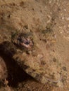 Crocodilefish at one of my favourite macro sites in North Sulawesi, Paradise Jetty, near Pulisan, Indonesia. Royalty Free Stock Photo