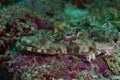 Crocodilefish perched on red coral reef Royalty Free Stock Photo
