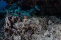 Crocodilefish on Seafloor in Indonesia