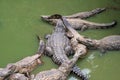 Crocodiles