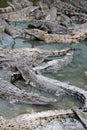 Crocodiles Royalty Free Stock Photo