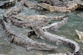Crocodiles Royalty Free Stock Photo