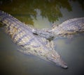 Crocodiles