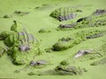 Crocodiles and aligators in the water, Florida Royalty Free Stock Photo