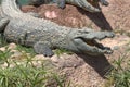 Crocodiles alligators out the river in North Africa