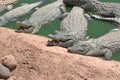 Crocodiles alligators in the river in North Africa