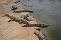 Crocodiles, Alligators in Morocco. Crocodile farm in Agadir.