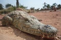 Crocodiles, Alligators in Morocco. Crocodile farm in Agadir.