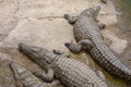 Crocodiles, Alligators in Morocco. Crocodile farm in Agadir.