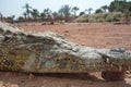 Crocodiles, Alligators in Morocco. Crocodile farm in Agadir.